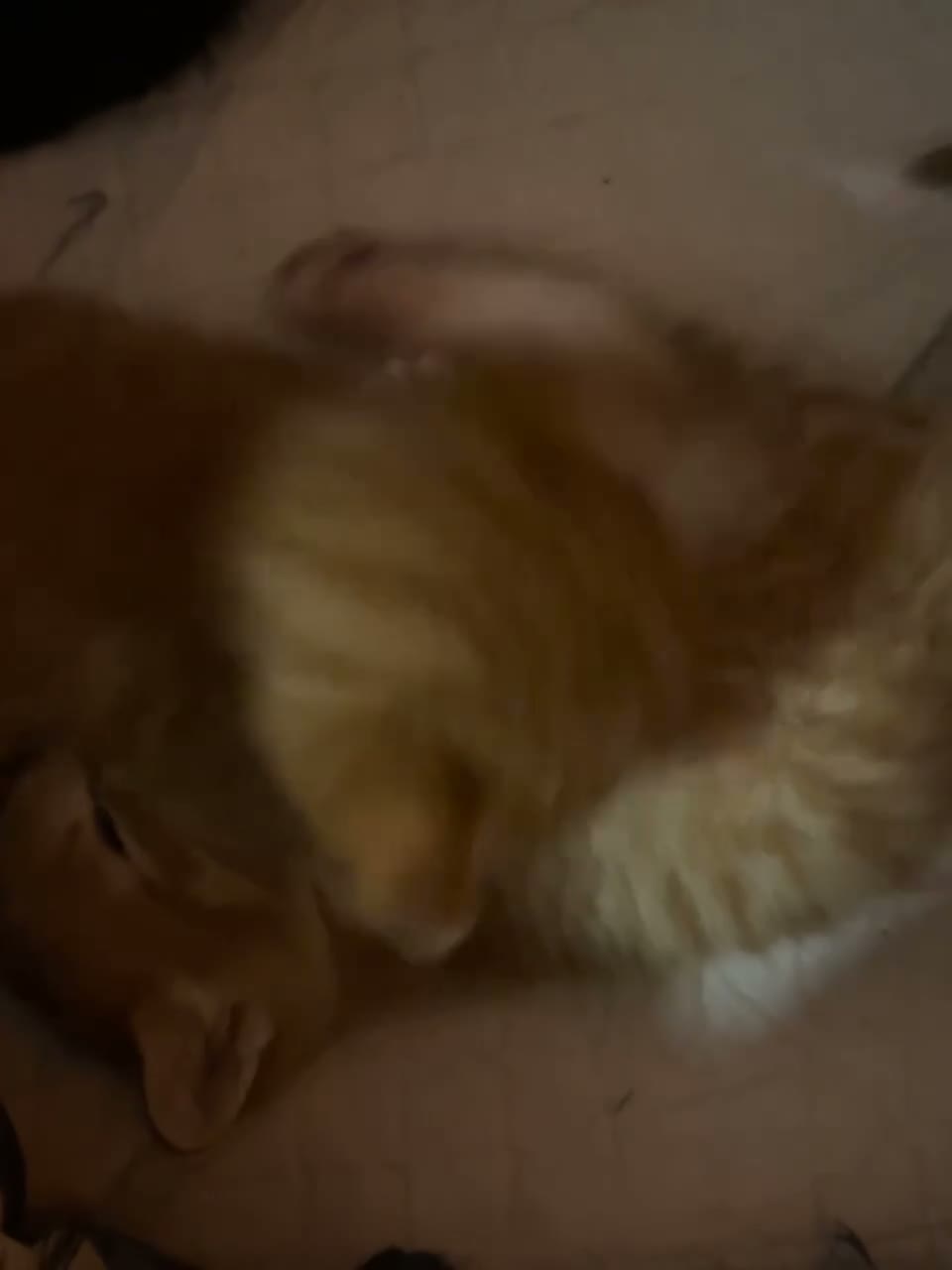 Mixed Breed cats for sale:     4 Adorable Kittens Looking for Forever Homes in Manchester - Video 1