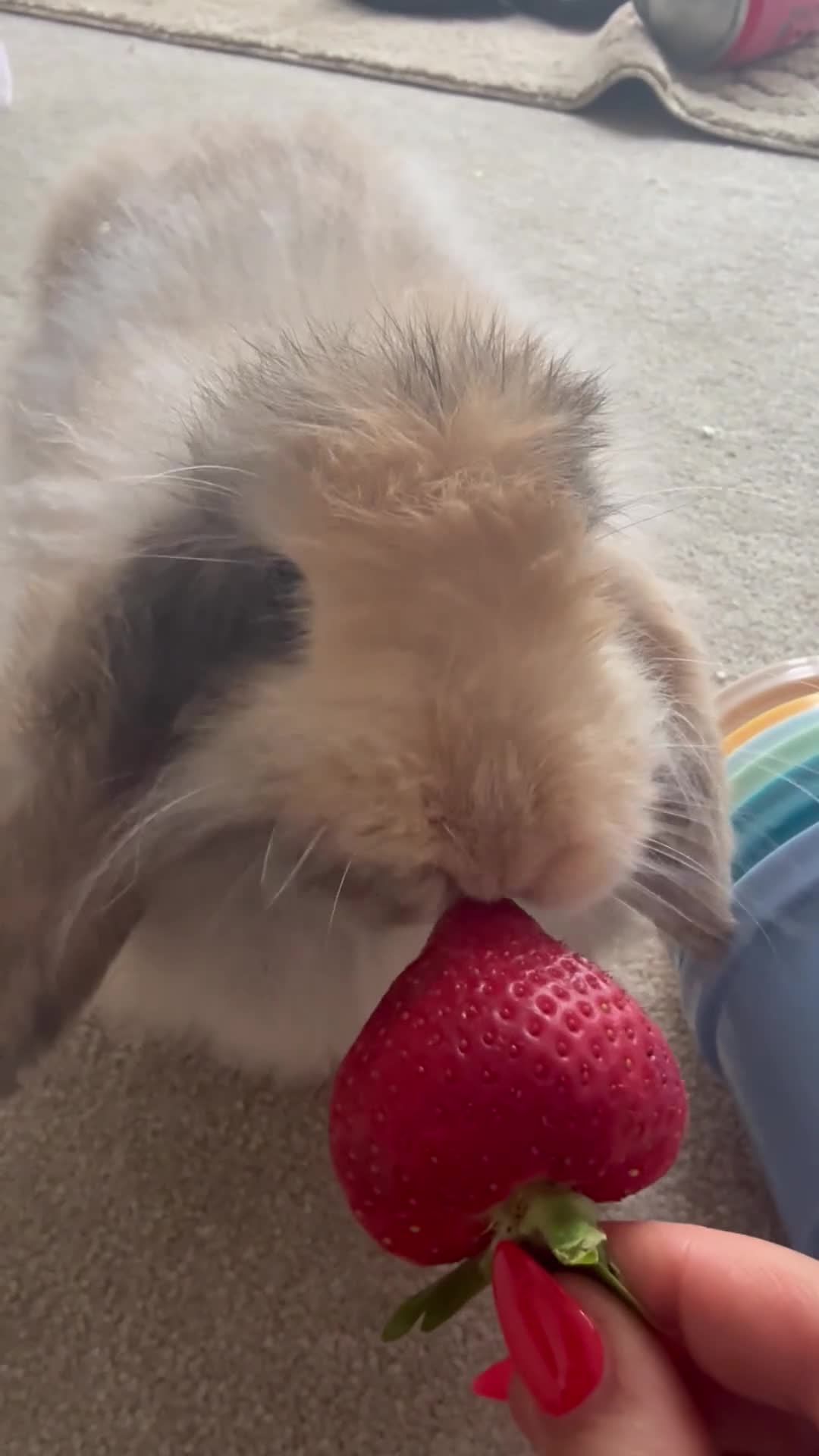 Mini Lop rabbits for sale: 1 female mini lop & 1 male Cashmere Mini Lop  in Bishop Auckland - Video 1