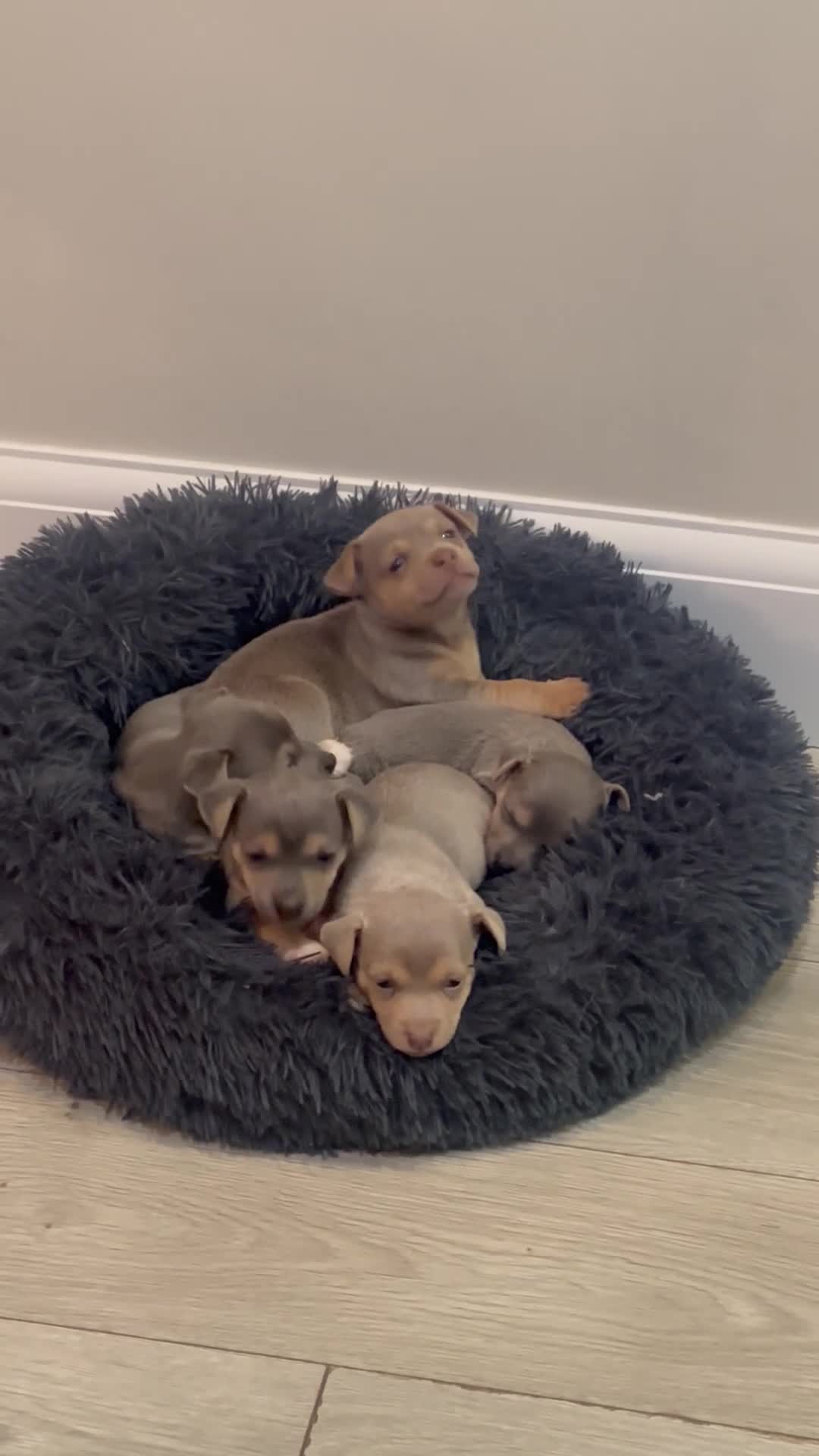 Jack Russell dogs for sale: Blue/tan and lilac Jack Russell Puppies - Video 1