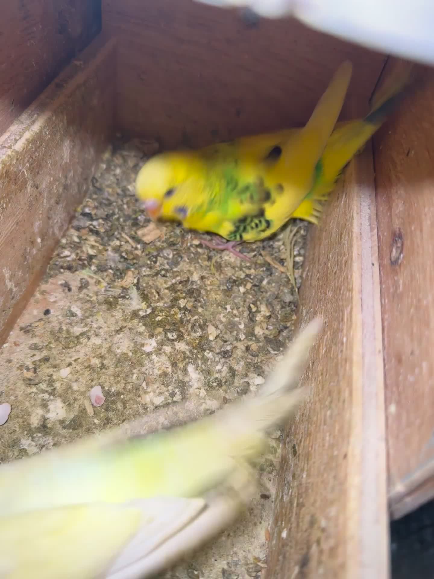 Budgerigars birds for sale: Breeding pairs with chicks - Video 1