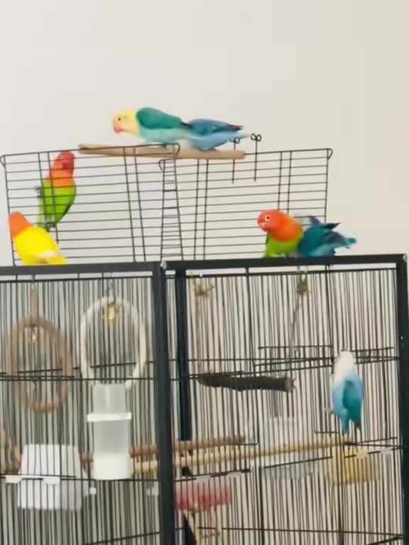 Lovebirds birds for sale: Beautiful Opaline Lovebirds  - Video 1