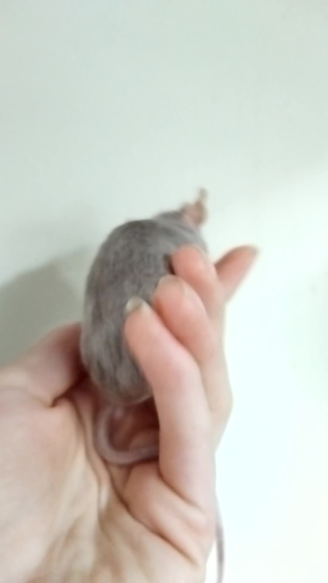 Mouse rodents for sale: 🐭 Female Mice Available for Adoption 🐭 - Video 3