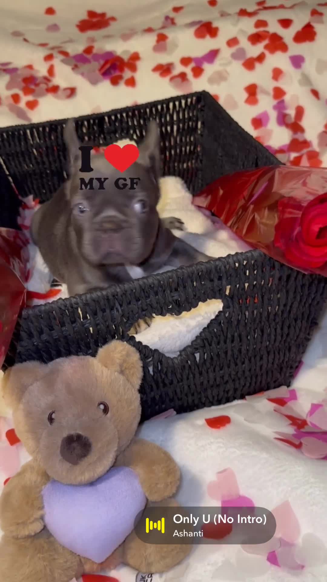 French Bulldog dogs for sale: 5 French bulldogs puppy’s  - Video 5