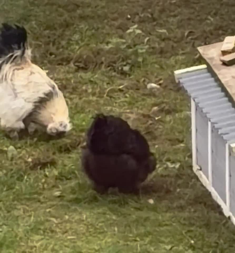 Chickens poultry for sale: 🥚 Fertile Silkie Eggs for Sale 🐔 in Upminster - Video 3