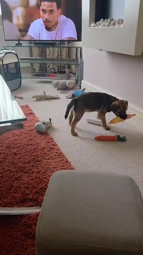 Border Terrier dogs for sale: KC Reg baby border 12 weeks FULLY Vaccinated - Video 1