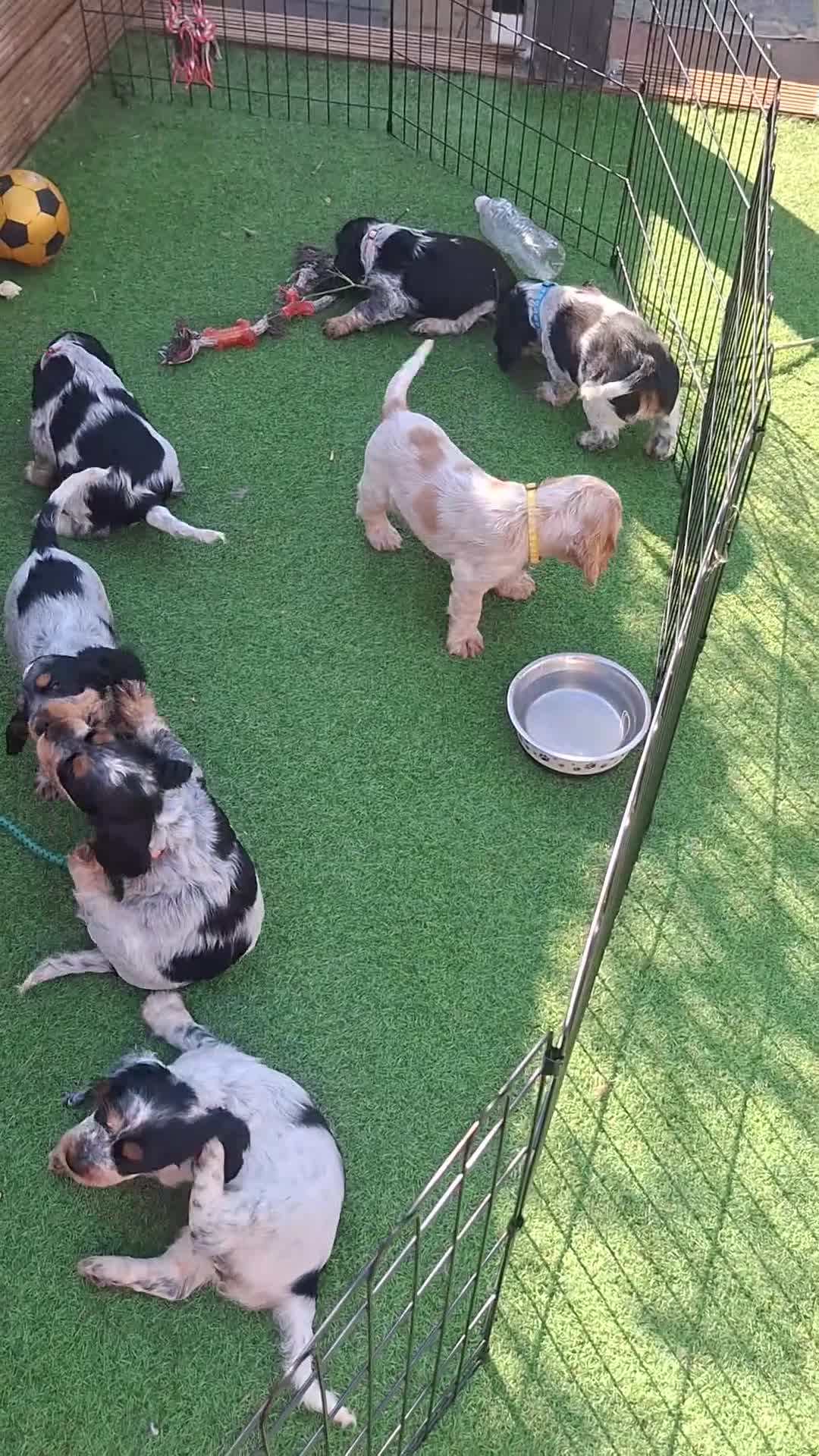 Cocker Spaniel dogs for sale: 🏡UNIQUE SHOW COCKER SPANIELS PUPPIES 🐶  - Video 1