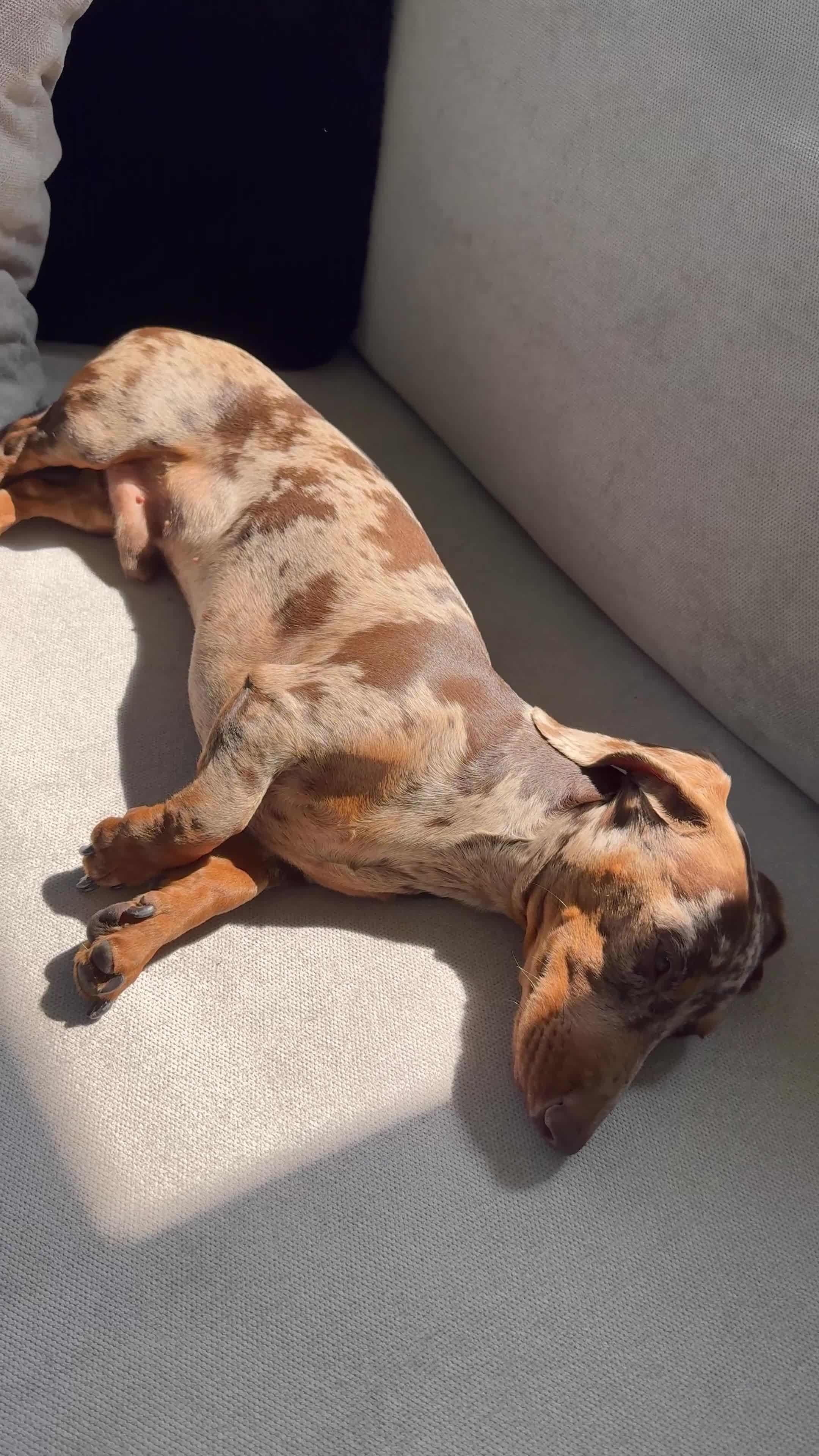 Miniature Dachshund dogs for stud: MINIATURE DAPPLE CHOC/ISABELLA DACHSHUND STUD - Video 2