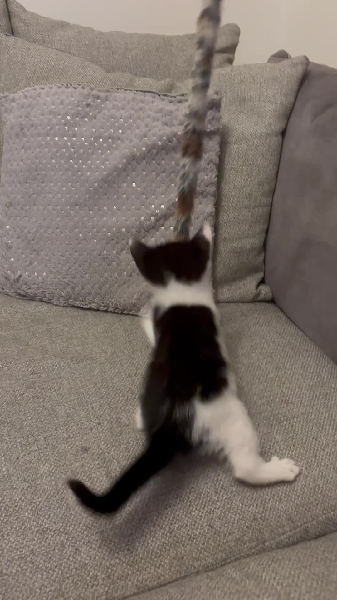 Mixed Breed cats for sale: Kitten stunning very affectionate mainecoon x 🐈 - Video 1