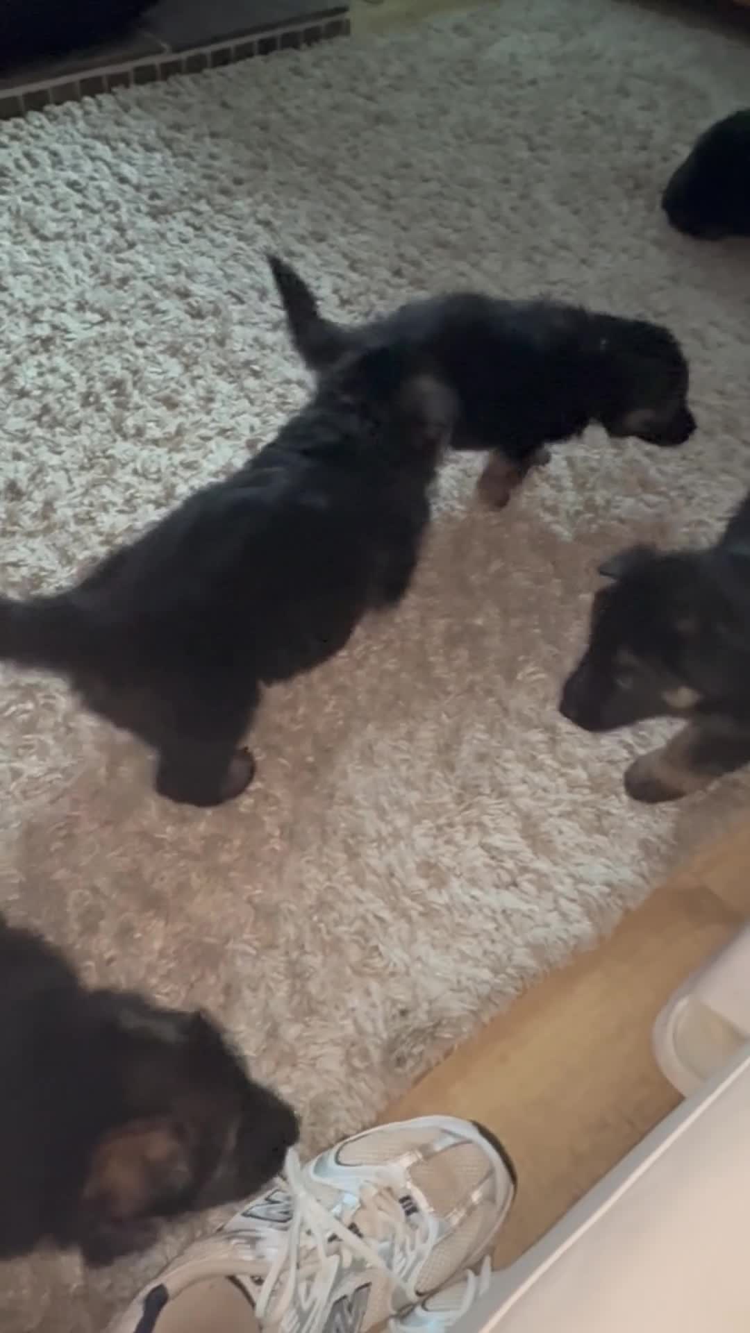 German Shepherd dogs for sale: 3 beautiful chunky boys  - Video 3