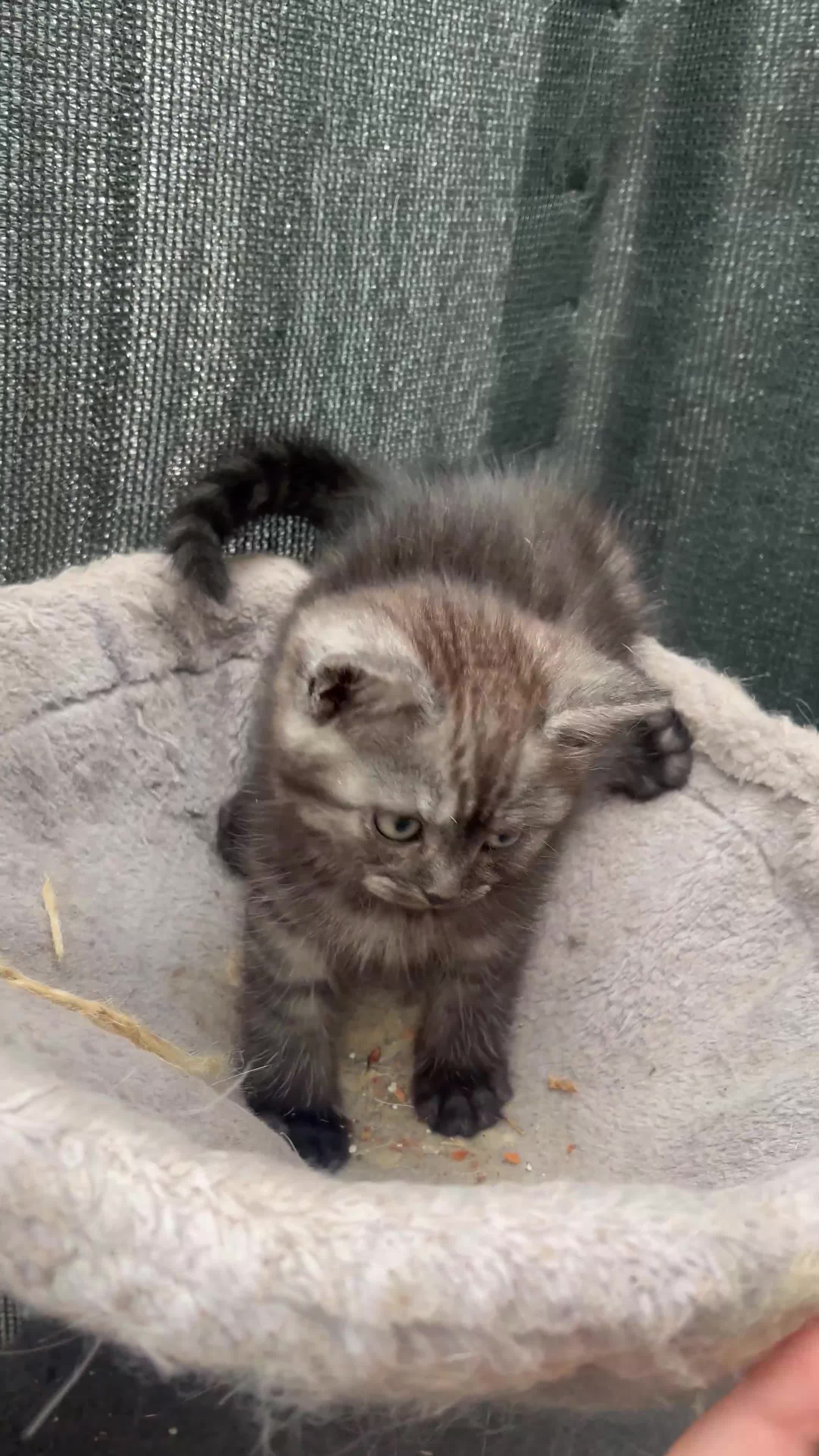 Persian cats for sale: Mixed breed persians - Video 1