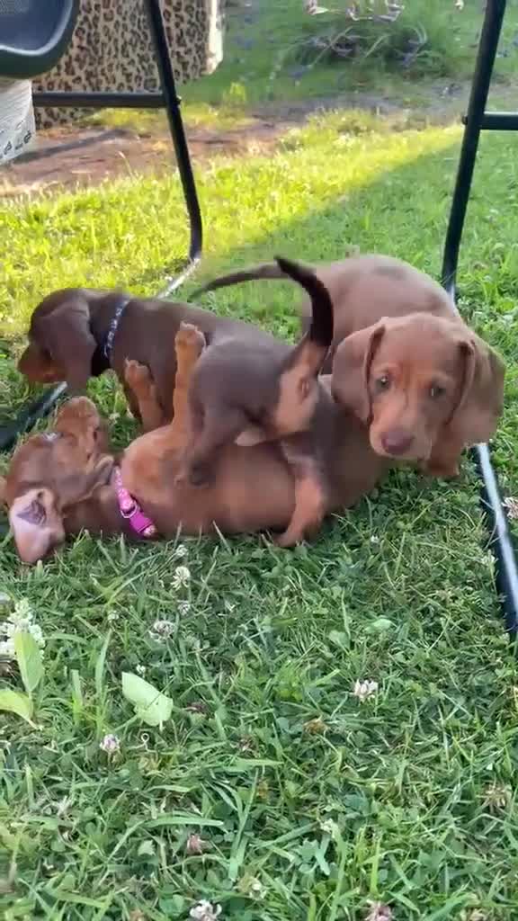 Miniature Dachshund dogs for sale: Beautiful Miniature Dachshunds 🐾 - Video 2
