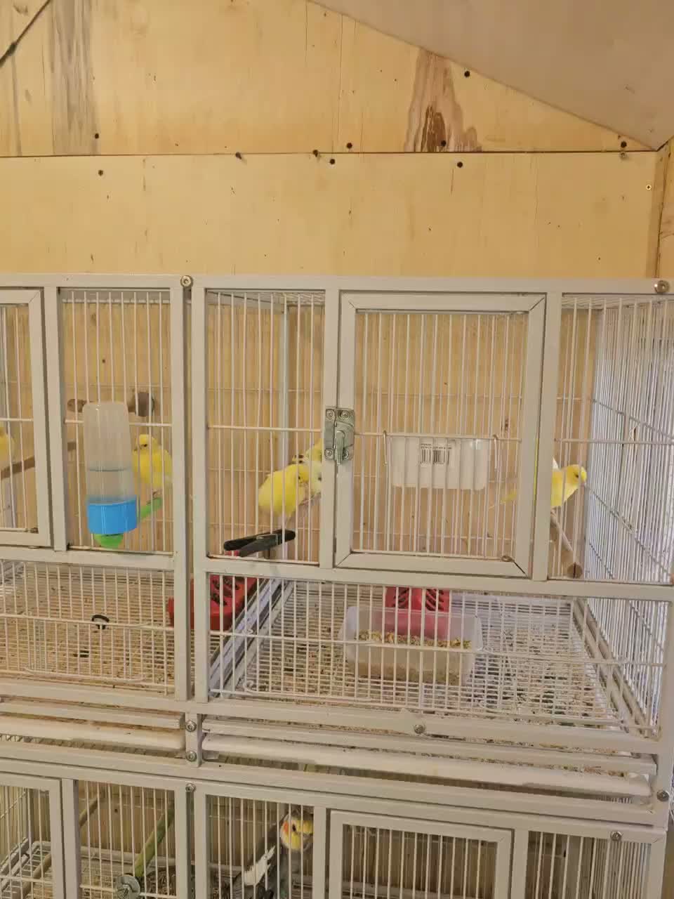 Canaries birds for sale: Beautiful canaries - Video 1