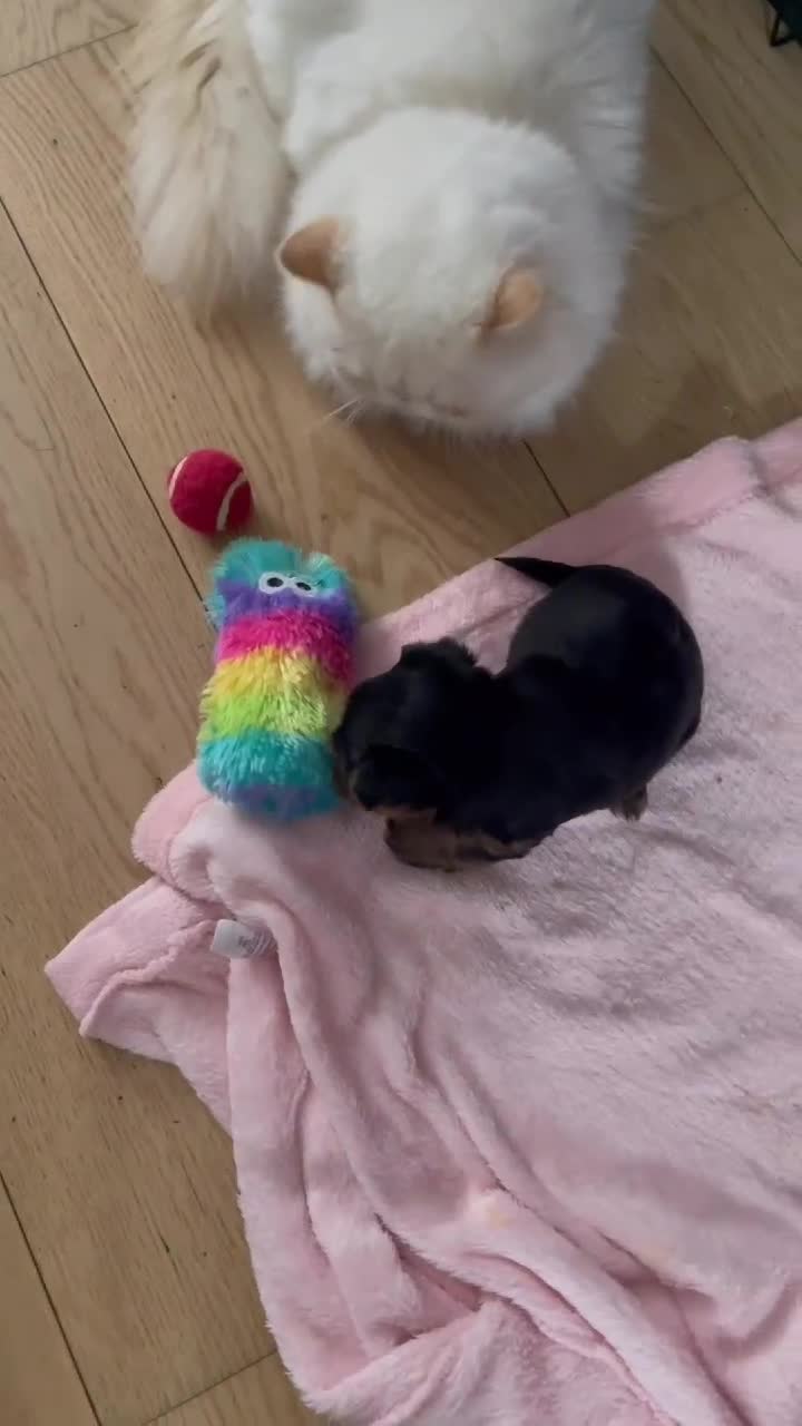 Yorkshire Terrier dogs for sale: Mini yorkshire terrier - Video 2