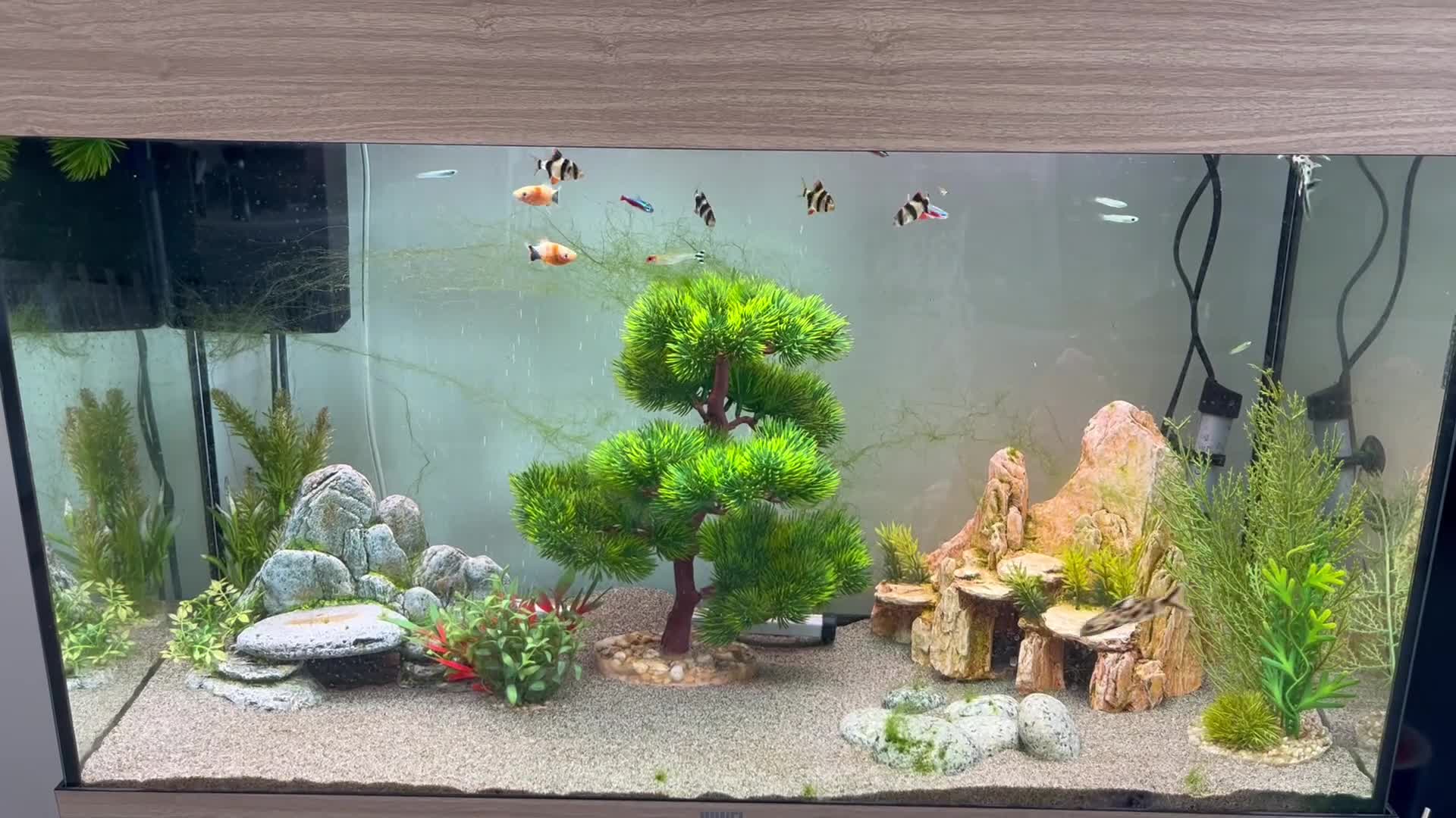 Other/Mixed Breed fish for sale: Fish need to be rehomed  - Video 1