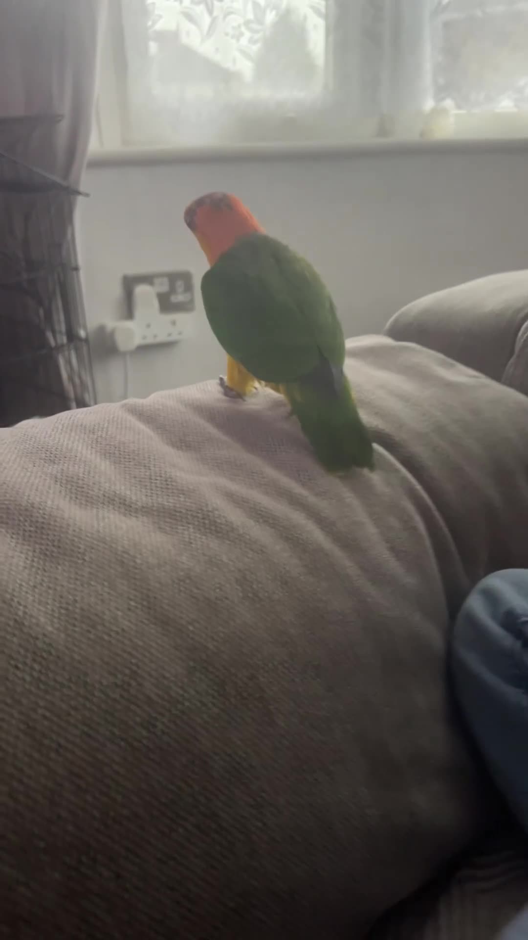 Parrots birds for sale: Tame bonded yellow thighed Caiques  - Video 1