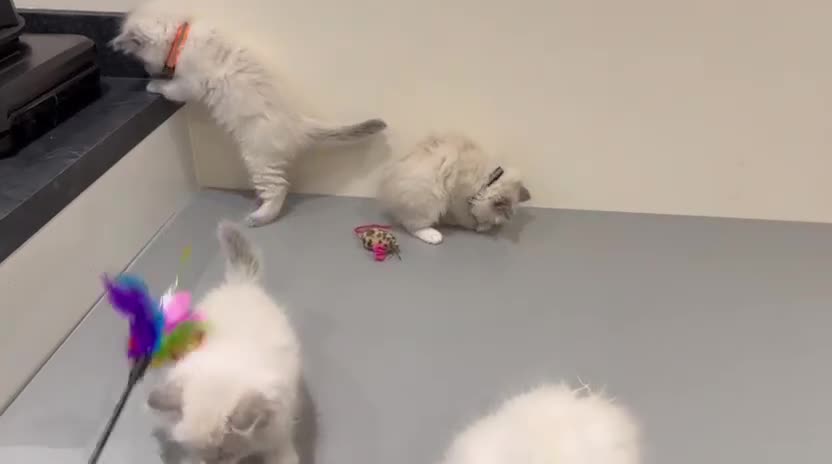Ragdoll cats for sale: Adorable Pure Ragdoll Kittens - Video 2