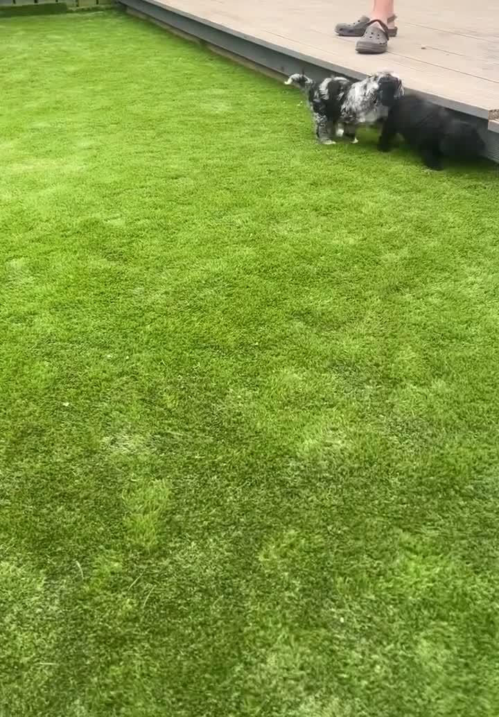 Sproodle dogs for sale: STUNNING F2 MERLE SPROODLES - Video 2