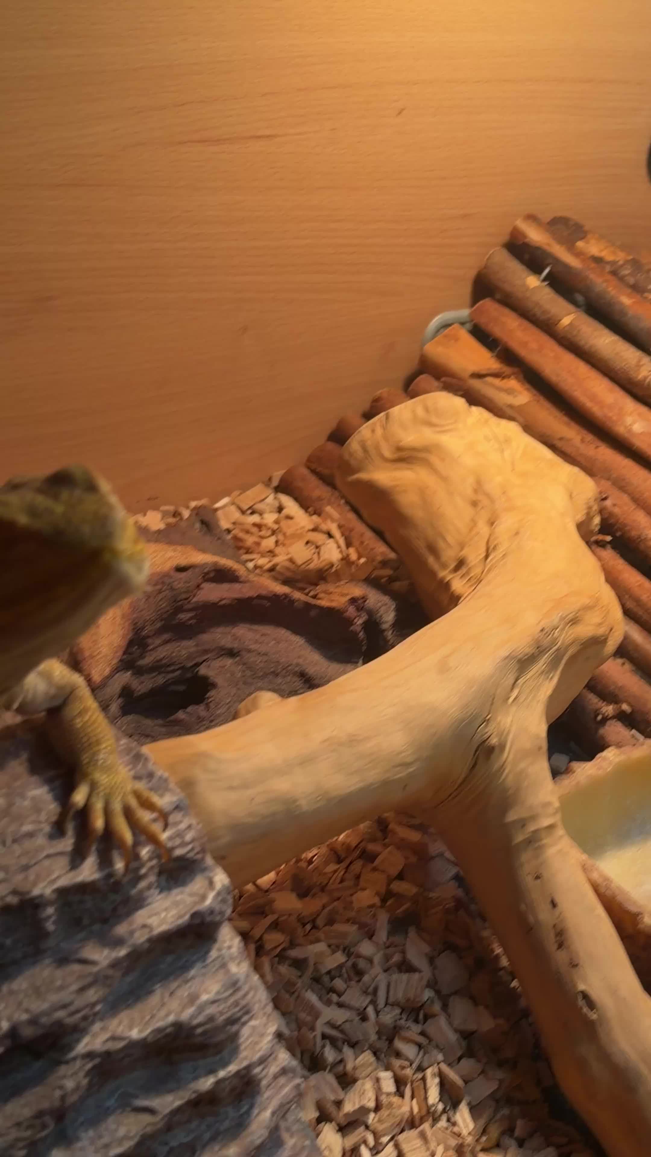 Bearded Dragon reptiles for sale: Beautiful Bearded Dragon Loving Home Needed 🦎❤️ - Video 2