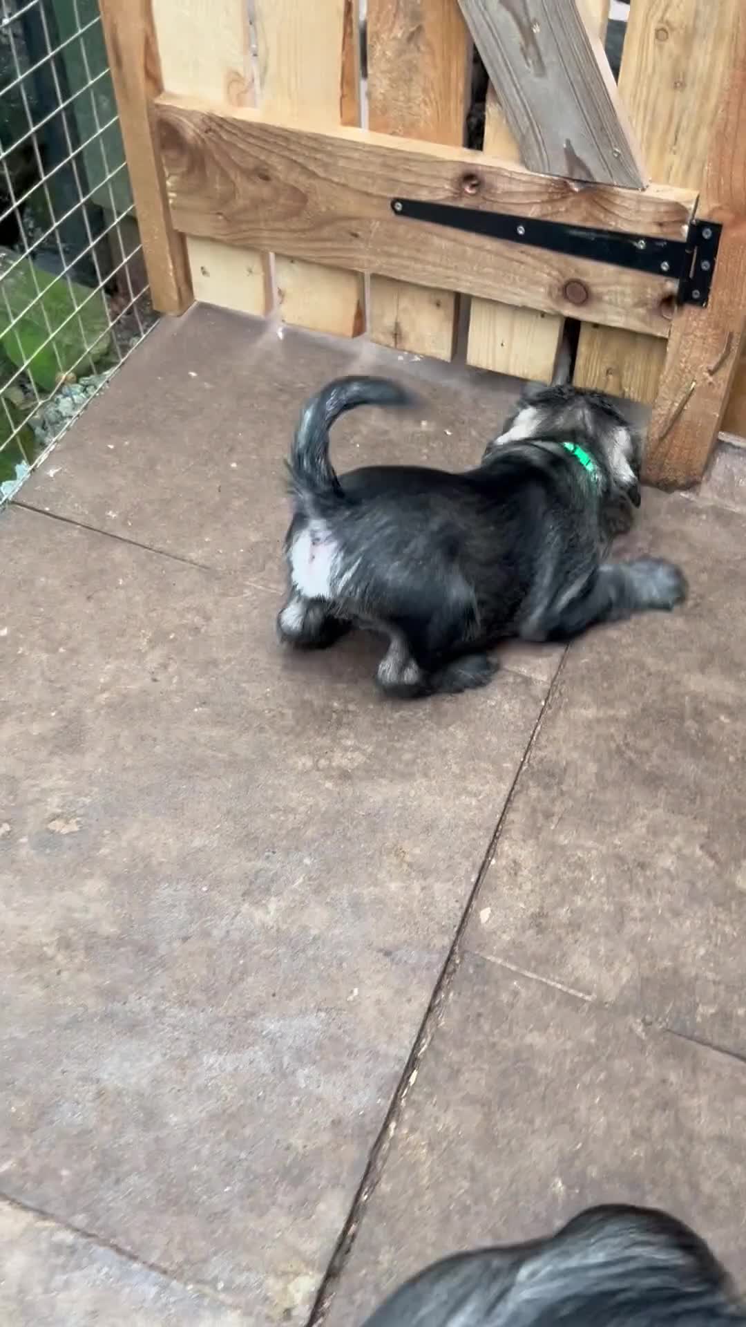 Schnauzer dogs for sale: KC reg , 1st vac male standard schnauzer  - Video 2