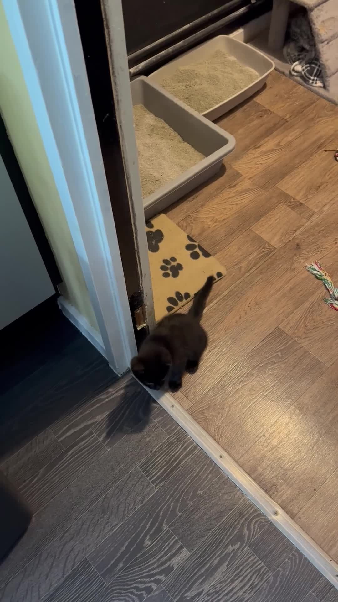 Bombay cats for sale: Bombay x BLH fluffy kittens 🐈‍⬛  - Video 1