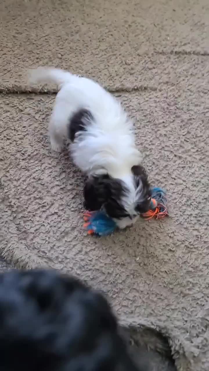 Cockapoo dogs for sale: LAST BOY. F1 Cockapoo. DNA Health Tested  in Pershore - Video 1