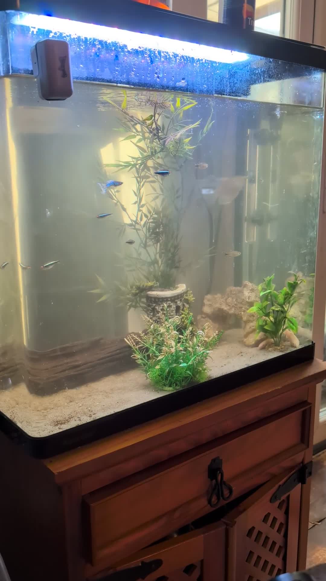 Other/Mixed Breed fish for sale: Fish and tank with everything  - Video 1