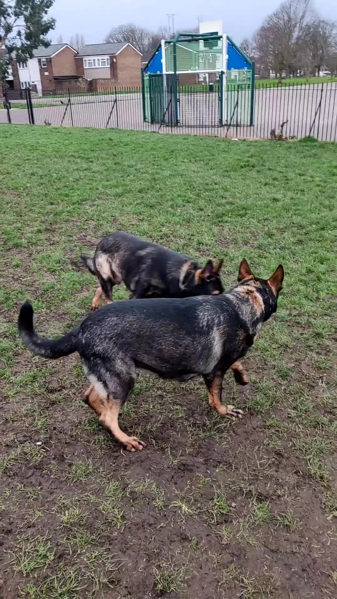 German Shepherd dogs for stud: KENSESQUI SIMBA (Simba) - Video 2