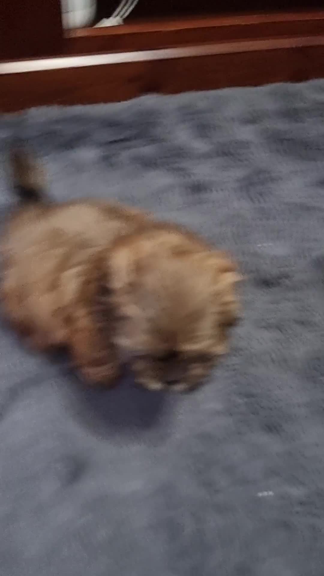 Shih Tzu dogs for sale: Shih tzu puppies - Video 1