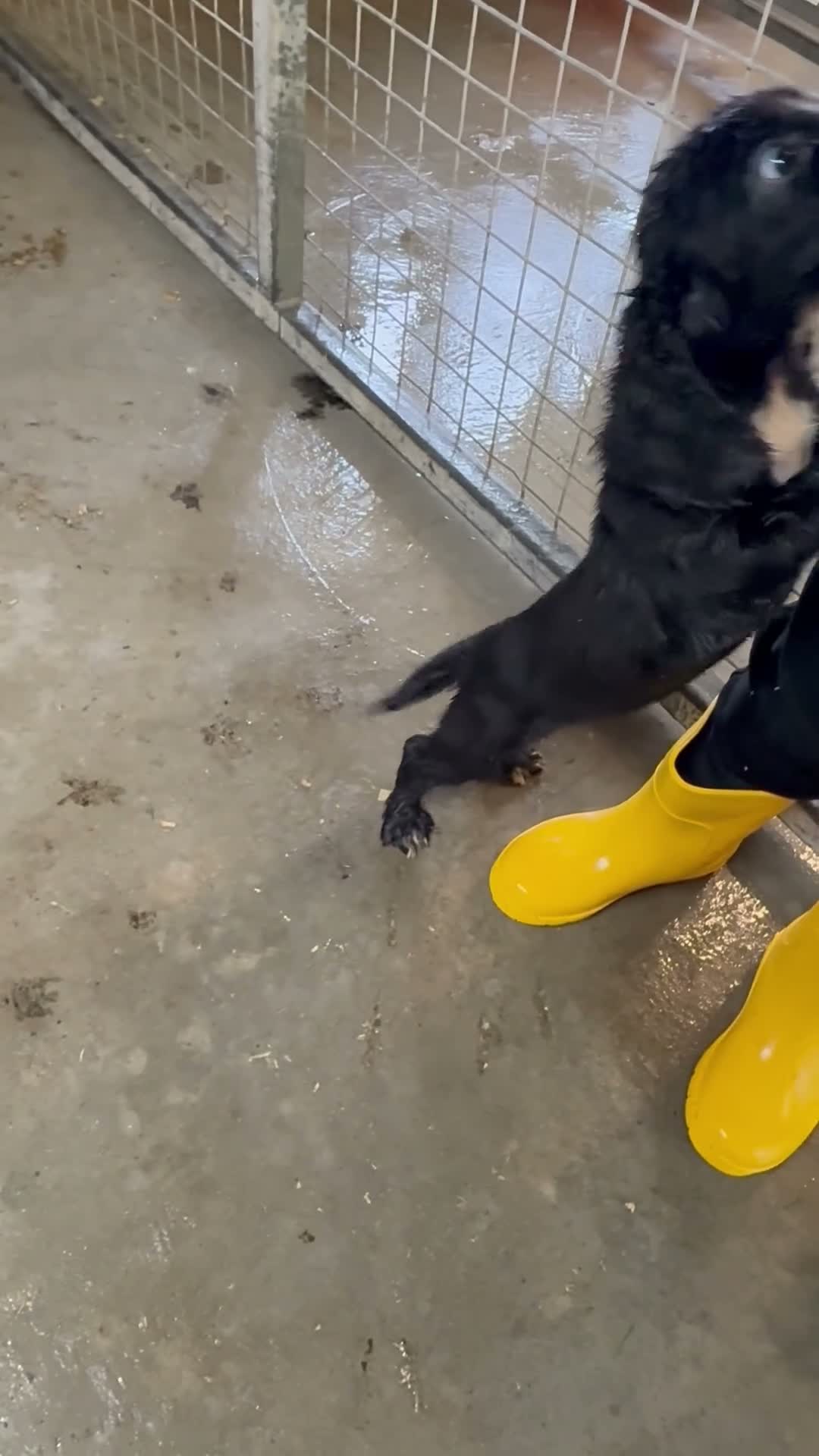 Cocker Spaniel dogs for sale: Cocker Spaniel Pups in Grantown-on-Spey - Video 1
