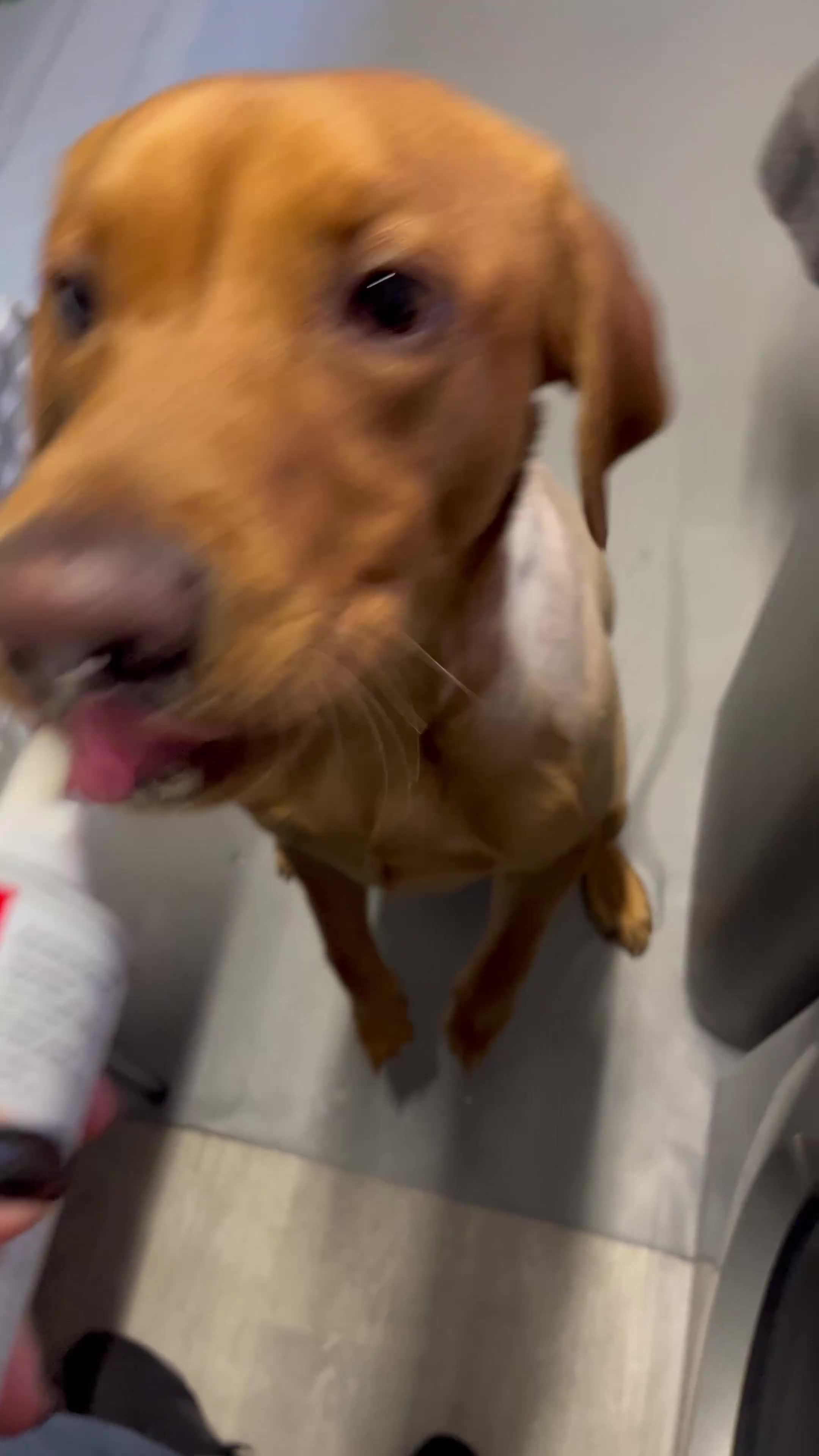 Labrador Retriever dogs for stud: Labrador Retriever for stud - Video 3