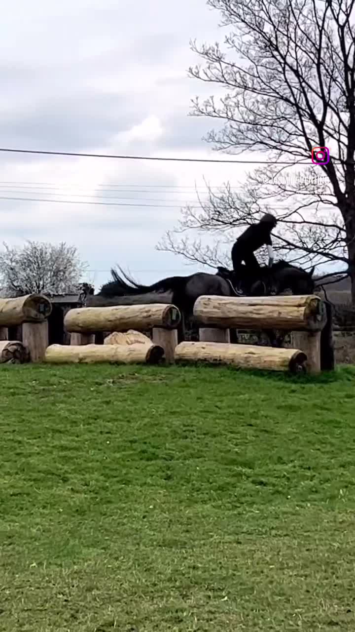 English Thoroughbred horses for sale: 16.1/2HH 17 YEAR OLD THOROUGHBRED EX-RACER GELDING in Newark - Video 1