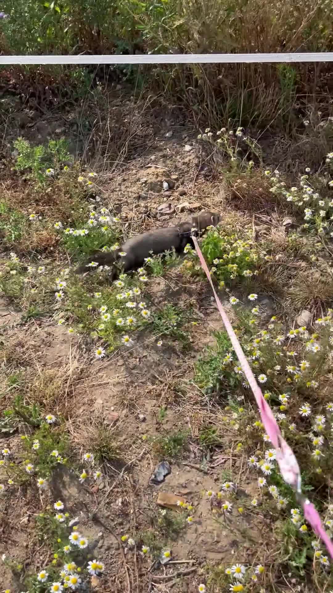 Ferret rodents for sale: Mr hobnob - Video 3