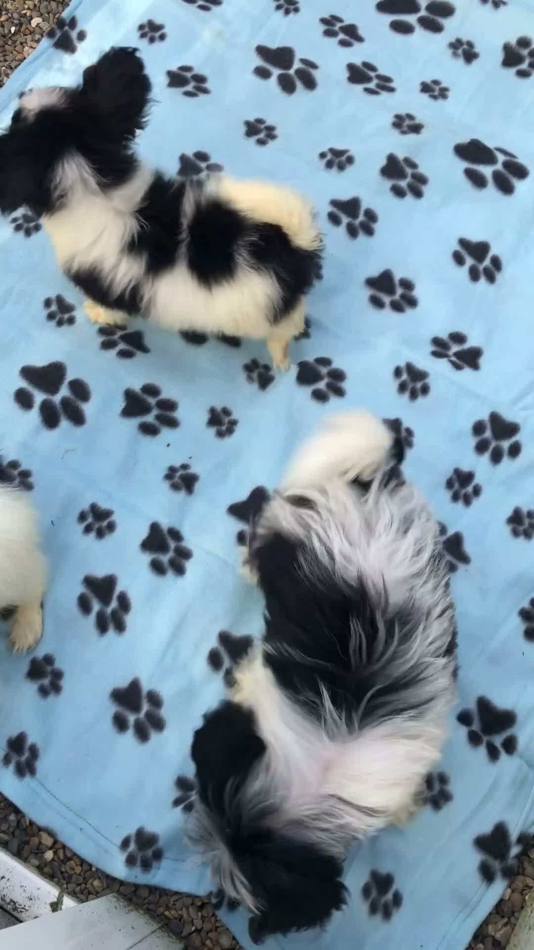 Mixed Breed dogs for sale: Poodle / papillon puppies  in Tonbridge - Video 1