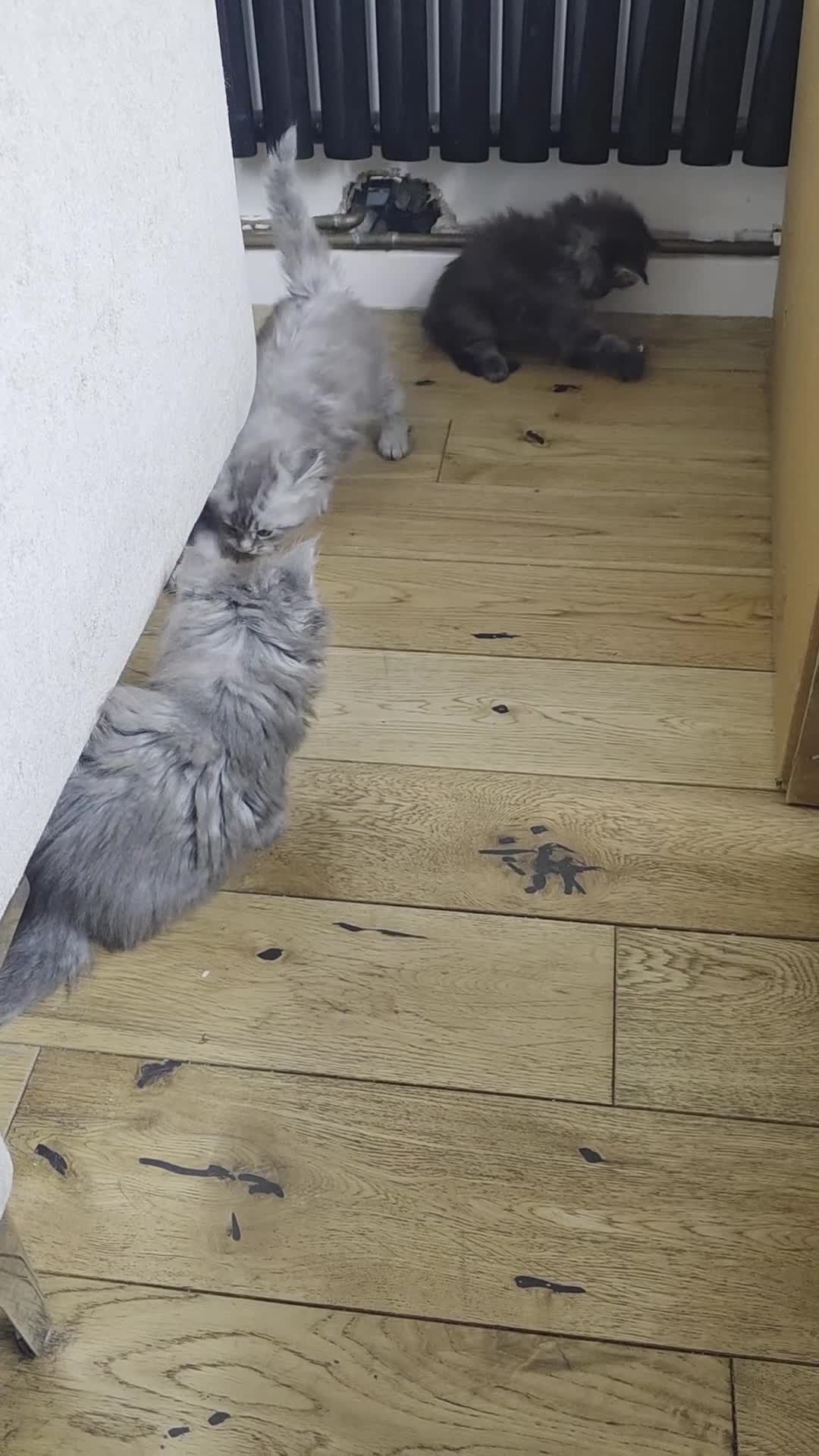 Maine Coon cats for sale:  Pure Maine coon kittens  - Video 1