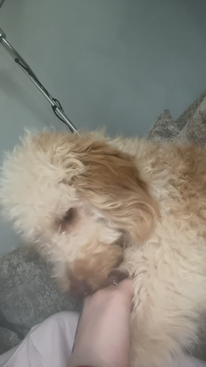 Cockapoo dogs for sale: Cockapoo - Video 1