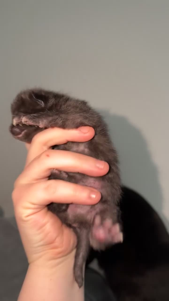 Domestic Shorthair cats for sale: 3 baby kittens ready for  **  eve - Video 1