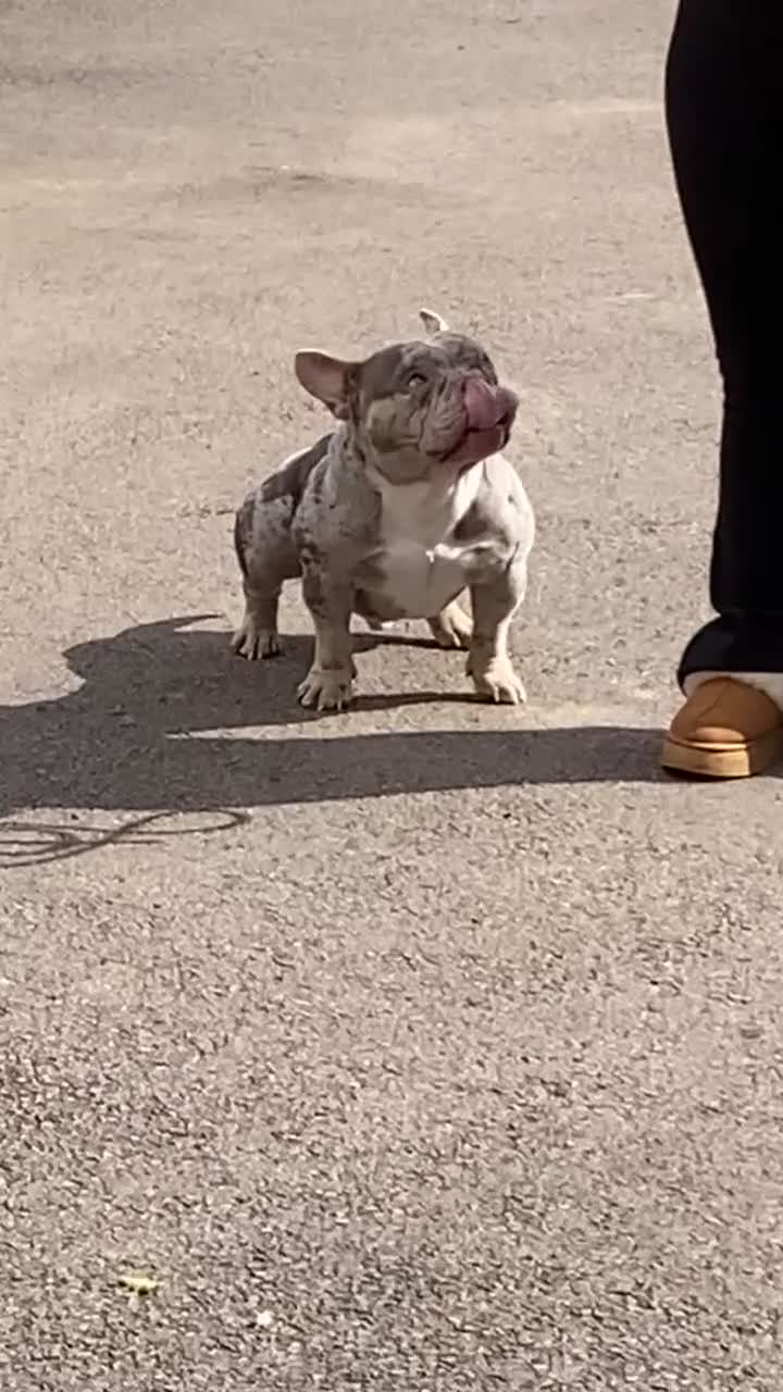 American Bully dogs for sale: Micro Bully  - Video 1