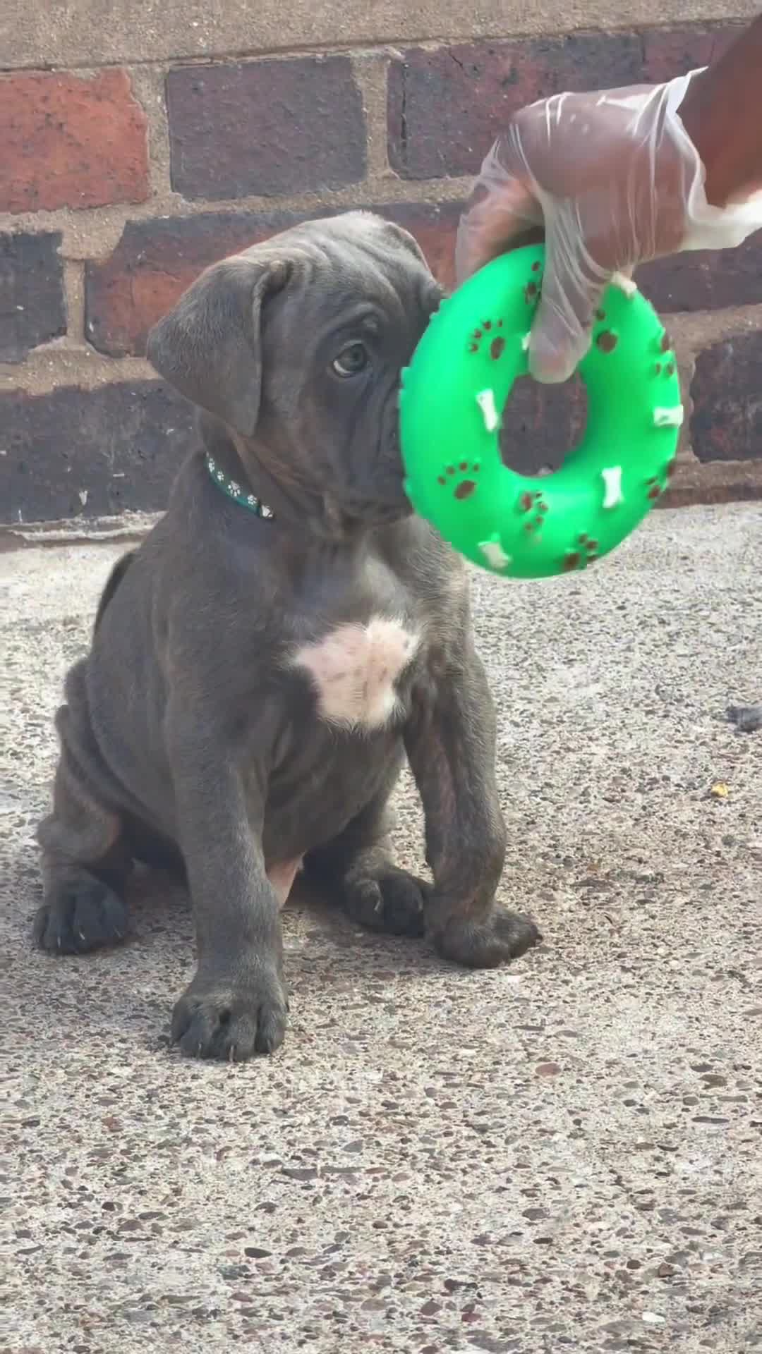 Cane Corso dogs for sale: Ready next week‼️ 2 Exceptional girls  - Video 2