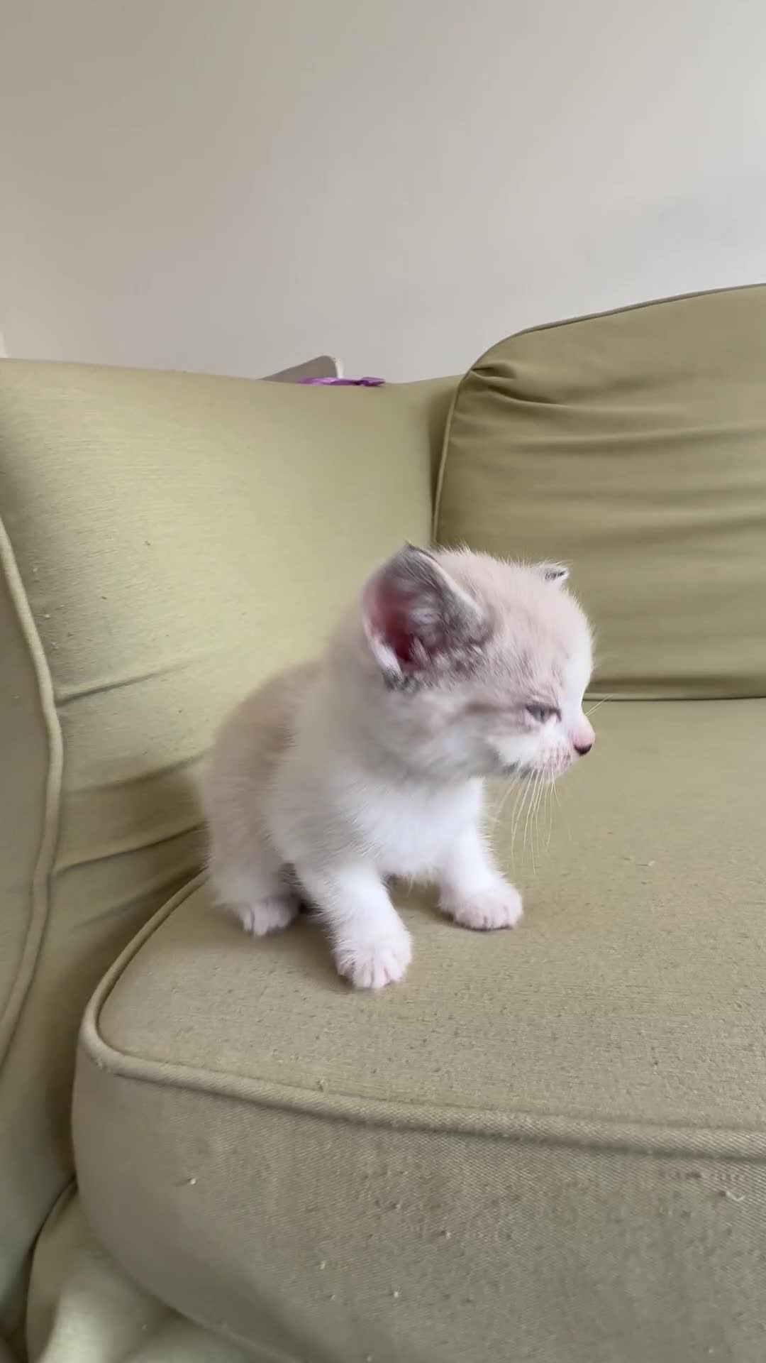 Scottish Fold cats for sale: 🐾ADORABLE SCOTTISH KITTENS FOR SALE🐾  - Video 2