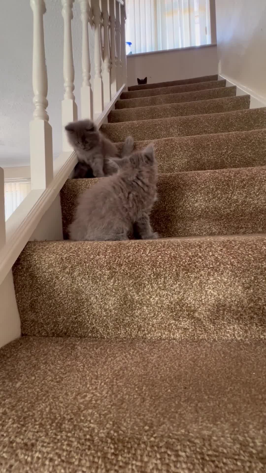 British Shorthair cats for sale: British short hair kittens - Video 1