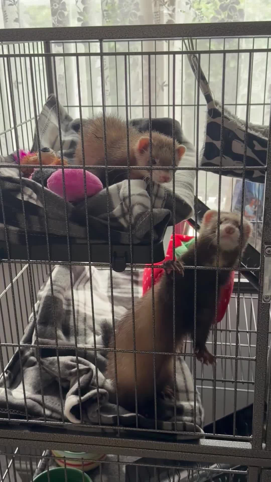 Ferret rodents for sale: 2 female ferrets plus cage, toys etc in Ellesmere Port - Video 2
