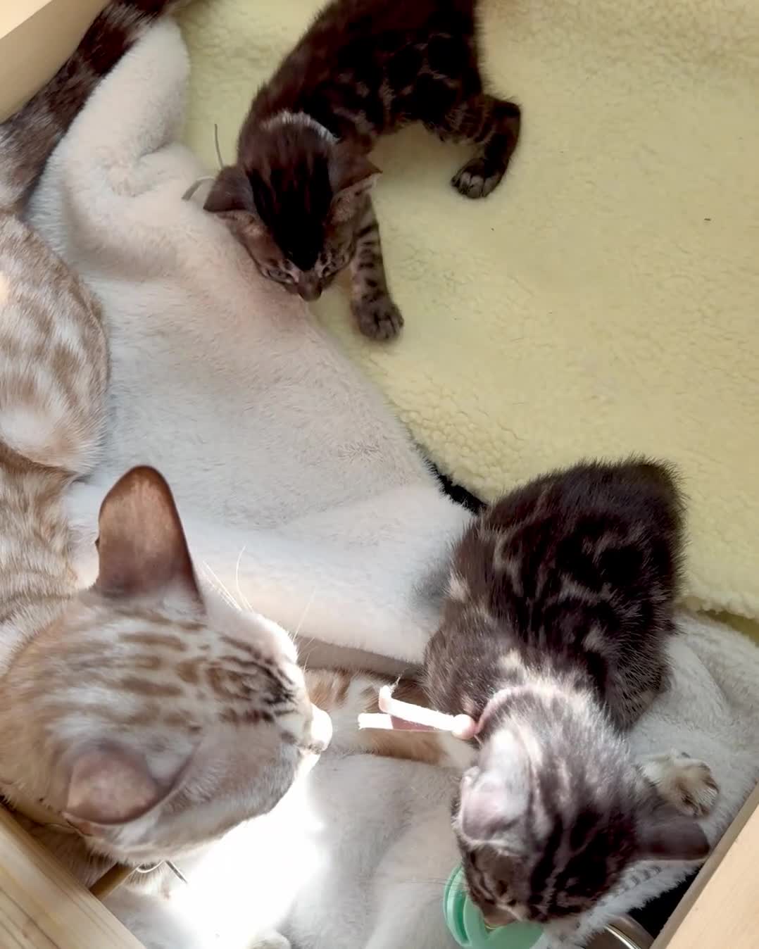 Bengal cats for sale: Stunning Glittered Pedigree Bengal Female TICA reg - Video 5