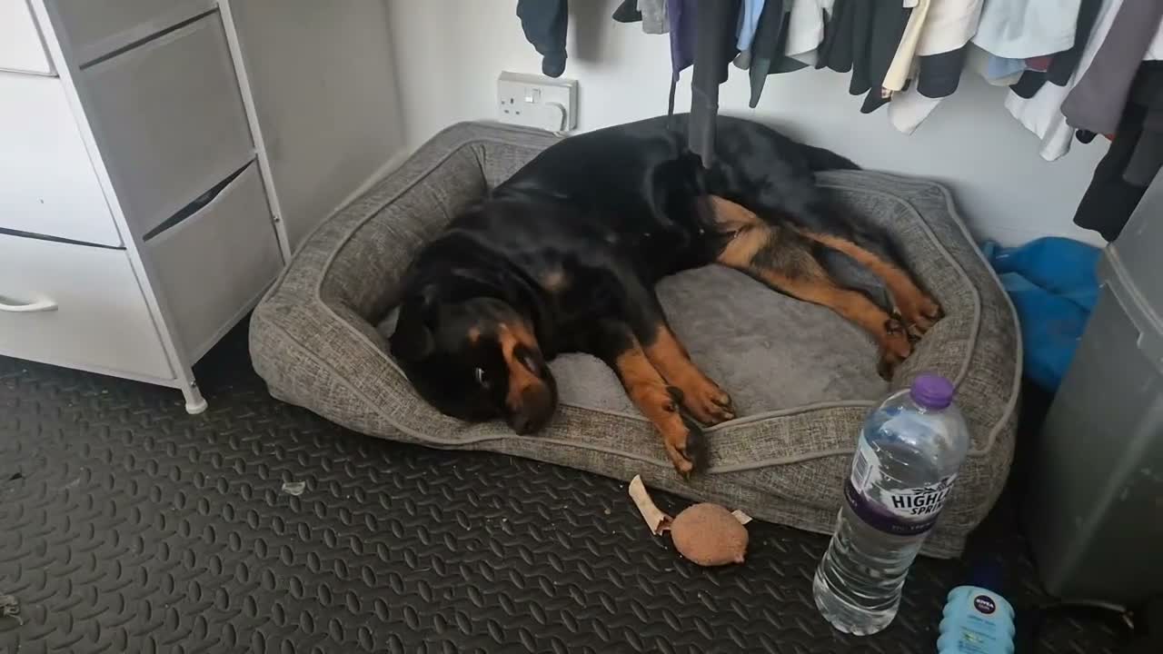 Rottweiler dogs for sale: Pedigree Rottweiler Female 3 Years 3 months old. - Video 1