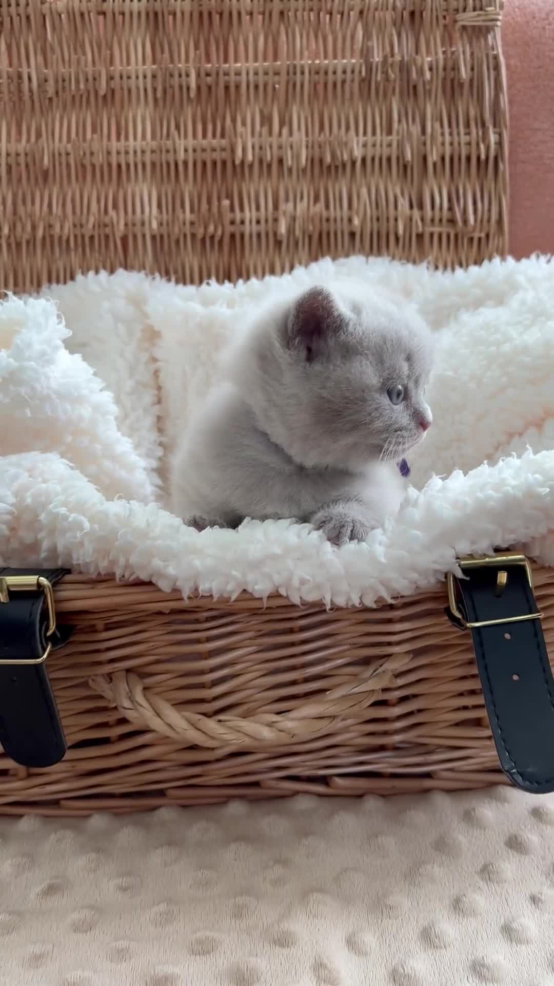 British Shorthair cats for sale: British Shorthair GCCF Registered Kittens in Barnsley - Video 1