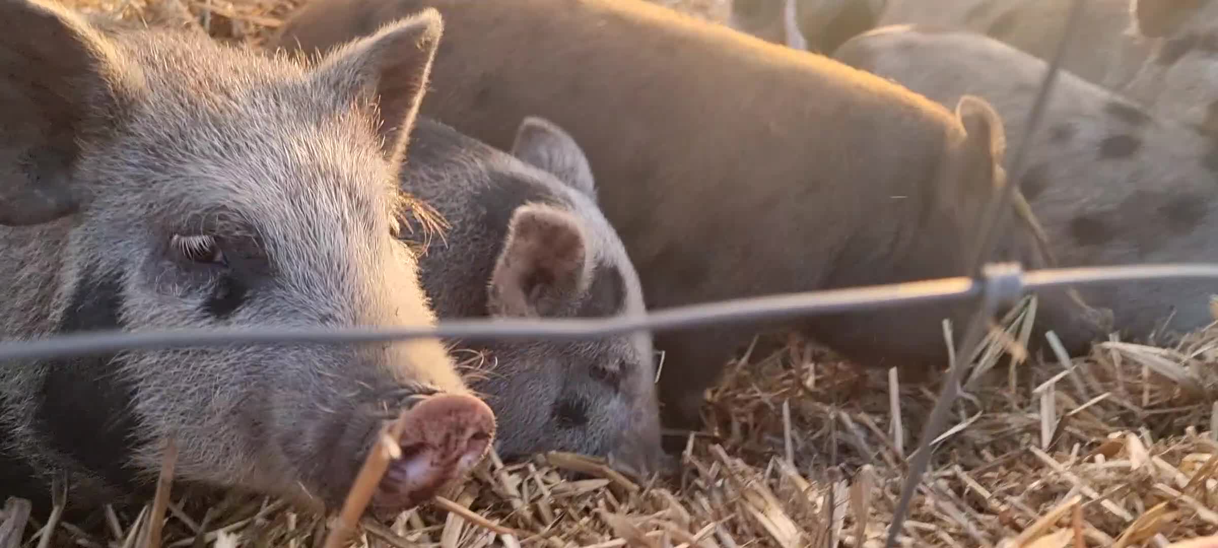 Pig livestock for sale: Minature Piglets - Video 1