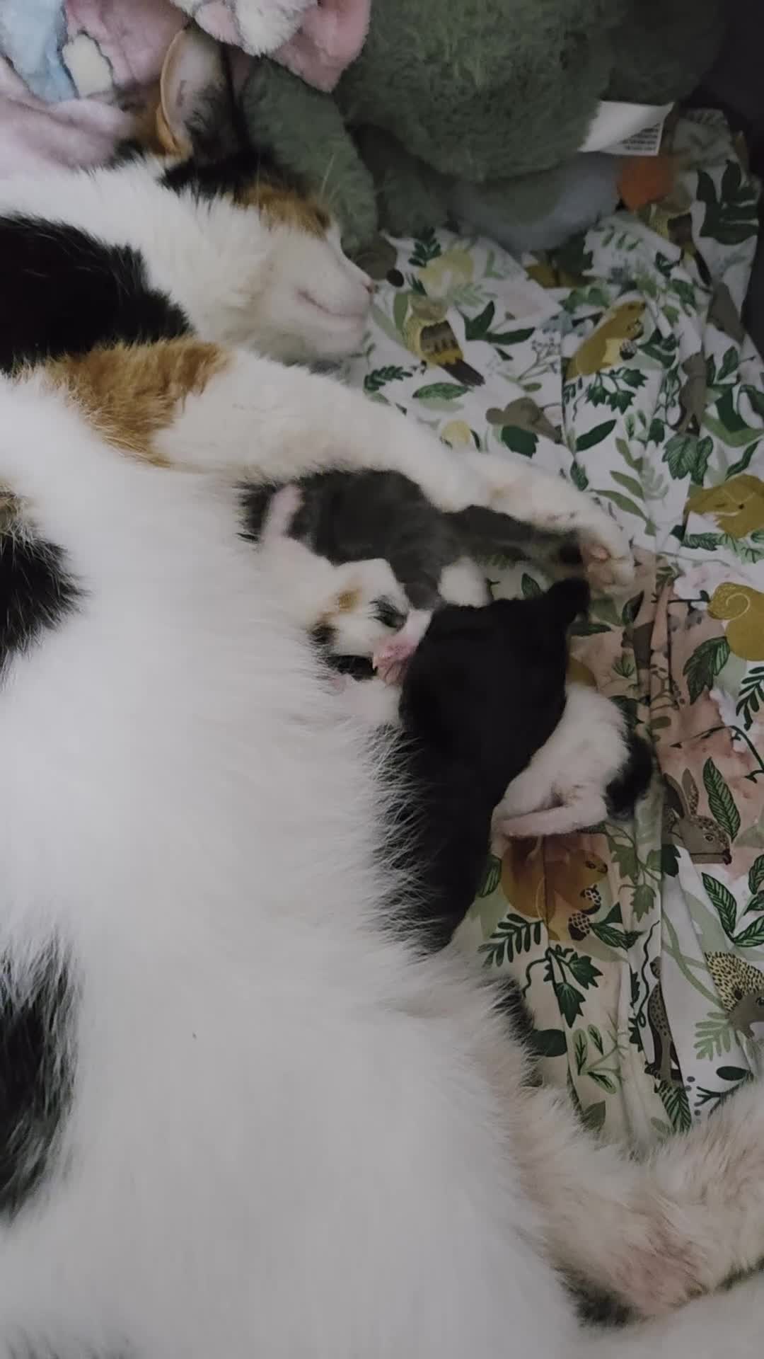 Mixed Breed cats for sale: Black and White Boy Kitten  - Video 2