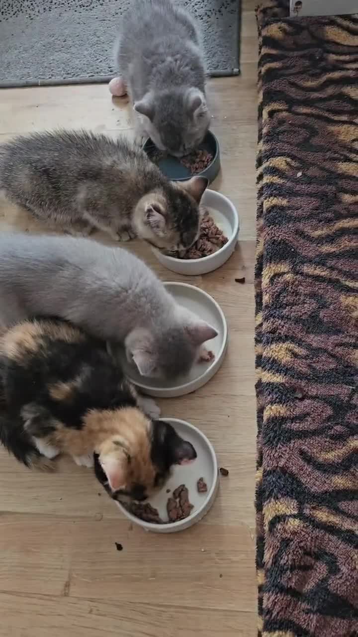 British Shorthair cats for sale: Adorable British Shorthair Kittens - Video 1