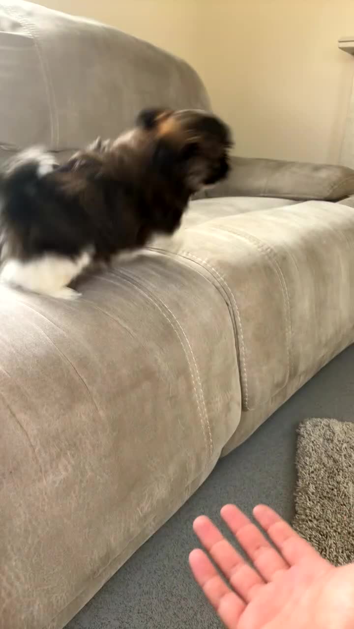 Shih Tzu dogs for sale: Hi my name is Jack and I need my forever home. - Video 1