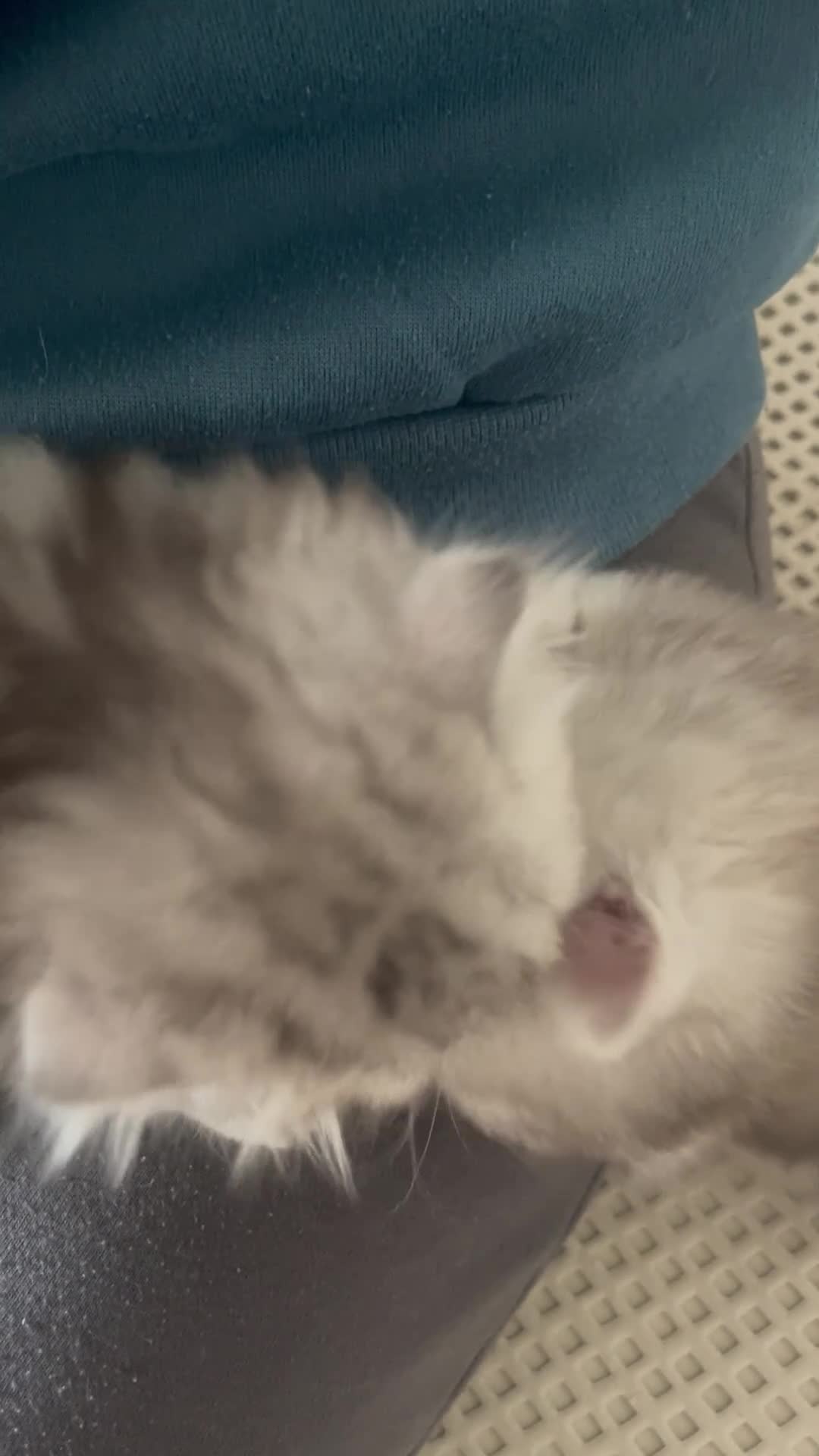 Scottish Fold cats for sale: Scottish Fold/Straight - Video 3