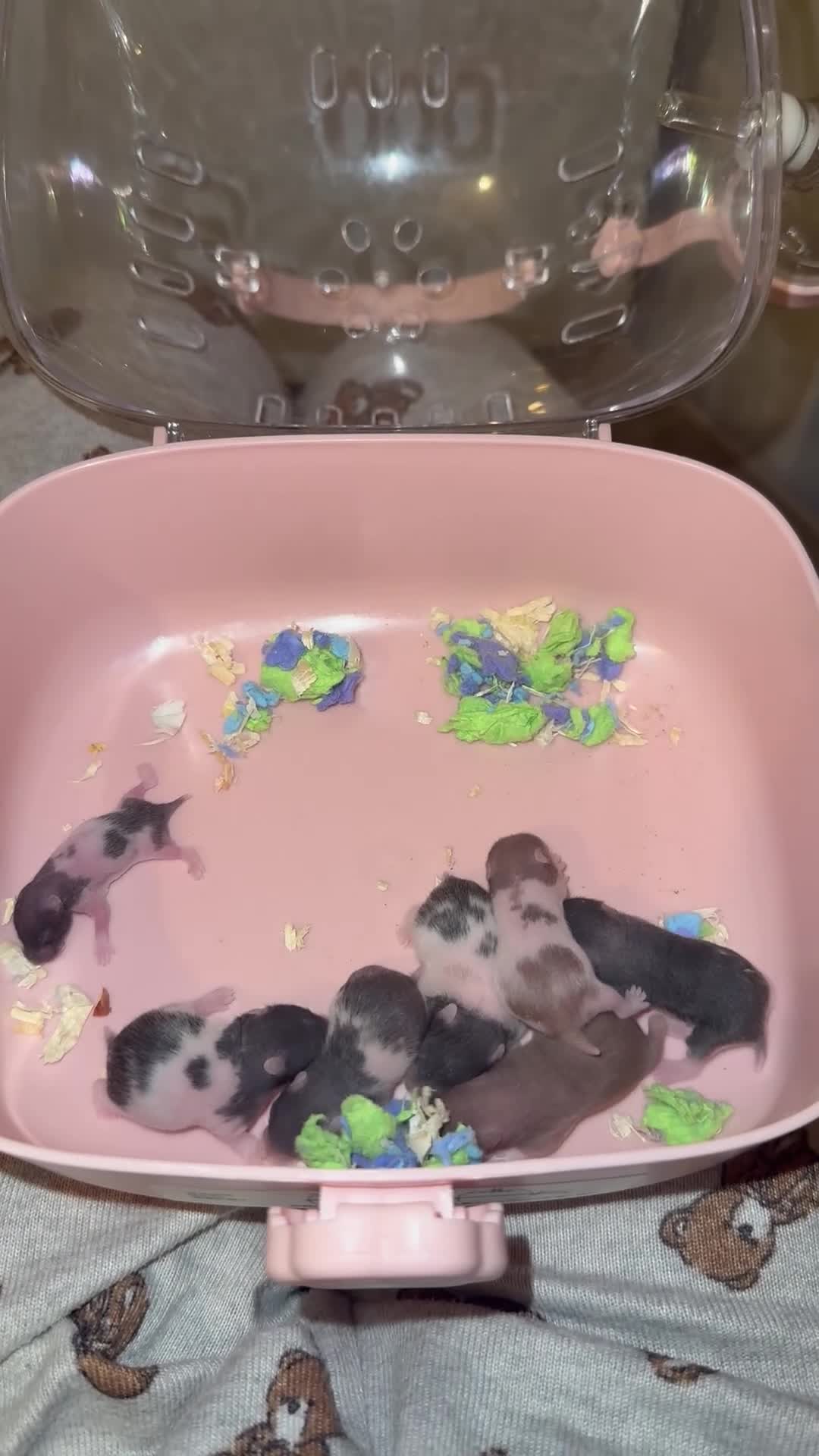 Hamster rodents for sale: Baby Syrian hamsters  - Video 1